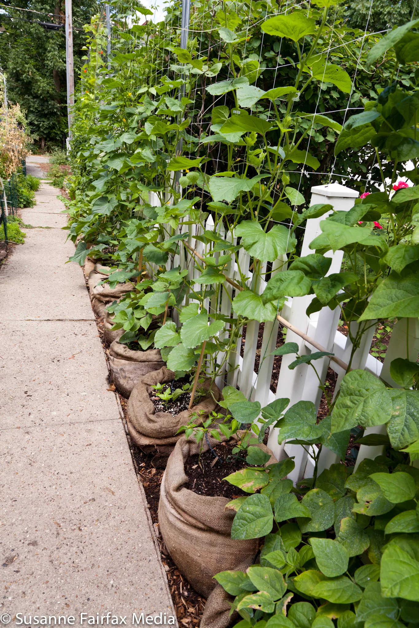 20130727_Edible_Garden_Cross_Stop_6_Wall_of_Food_Fairfax_Sm-8326.jpg