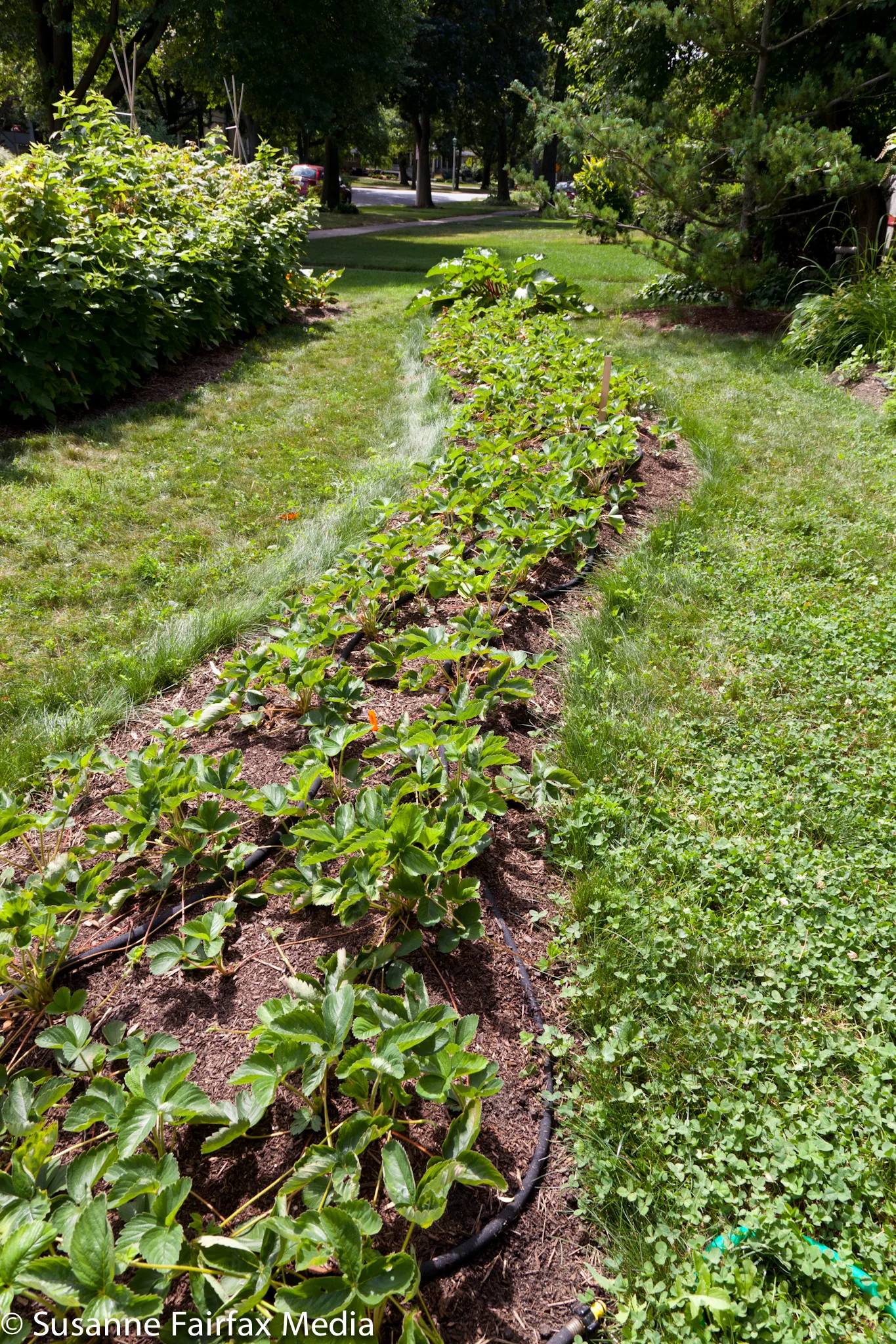 20130727_Edible_Garden_Cross_Stop_6_Wall_of_Food_Fairfax_Sm-8339.jpg