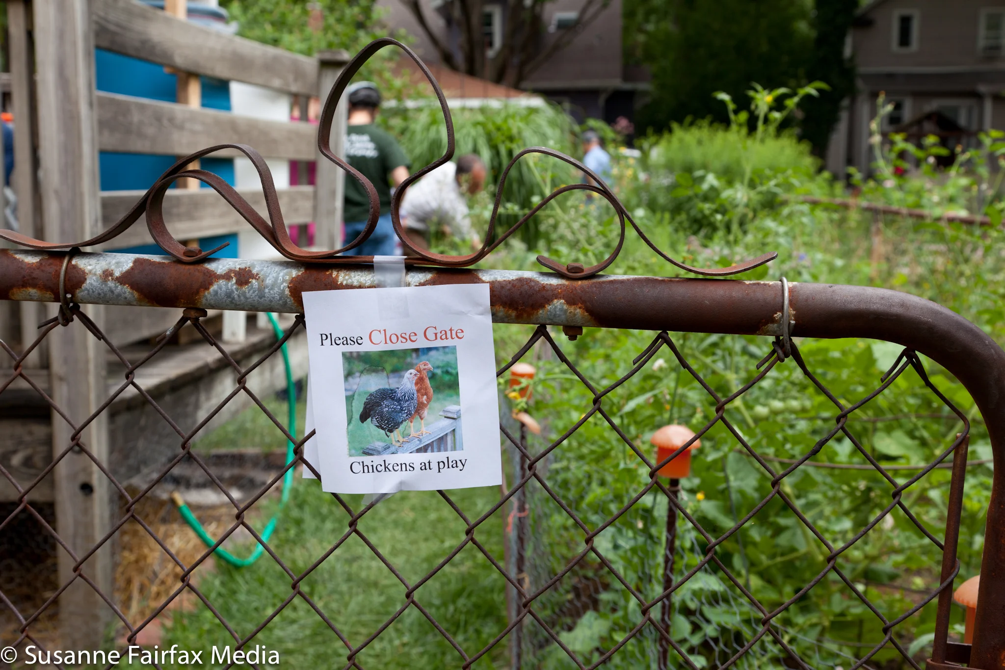 20130727_Edible_Garden_Pellettieri_Permaculture_Fairfax-1101.jpg