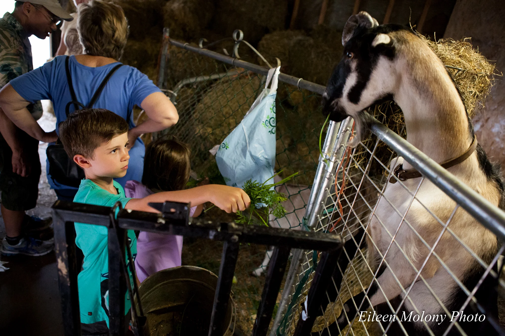 EGT2014 Goat Farm - Eileen Molony-0303.jpg