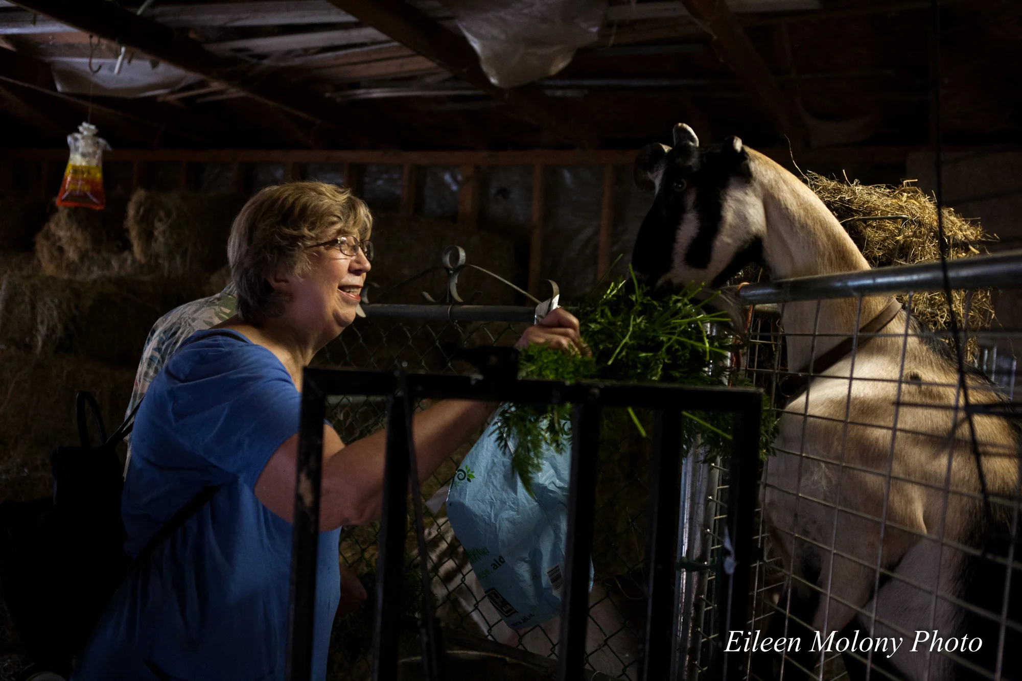 EGT2014 Goat Farm - Eileen Molony-0292.jpg