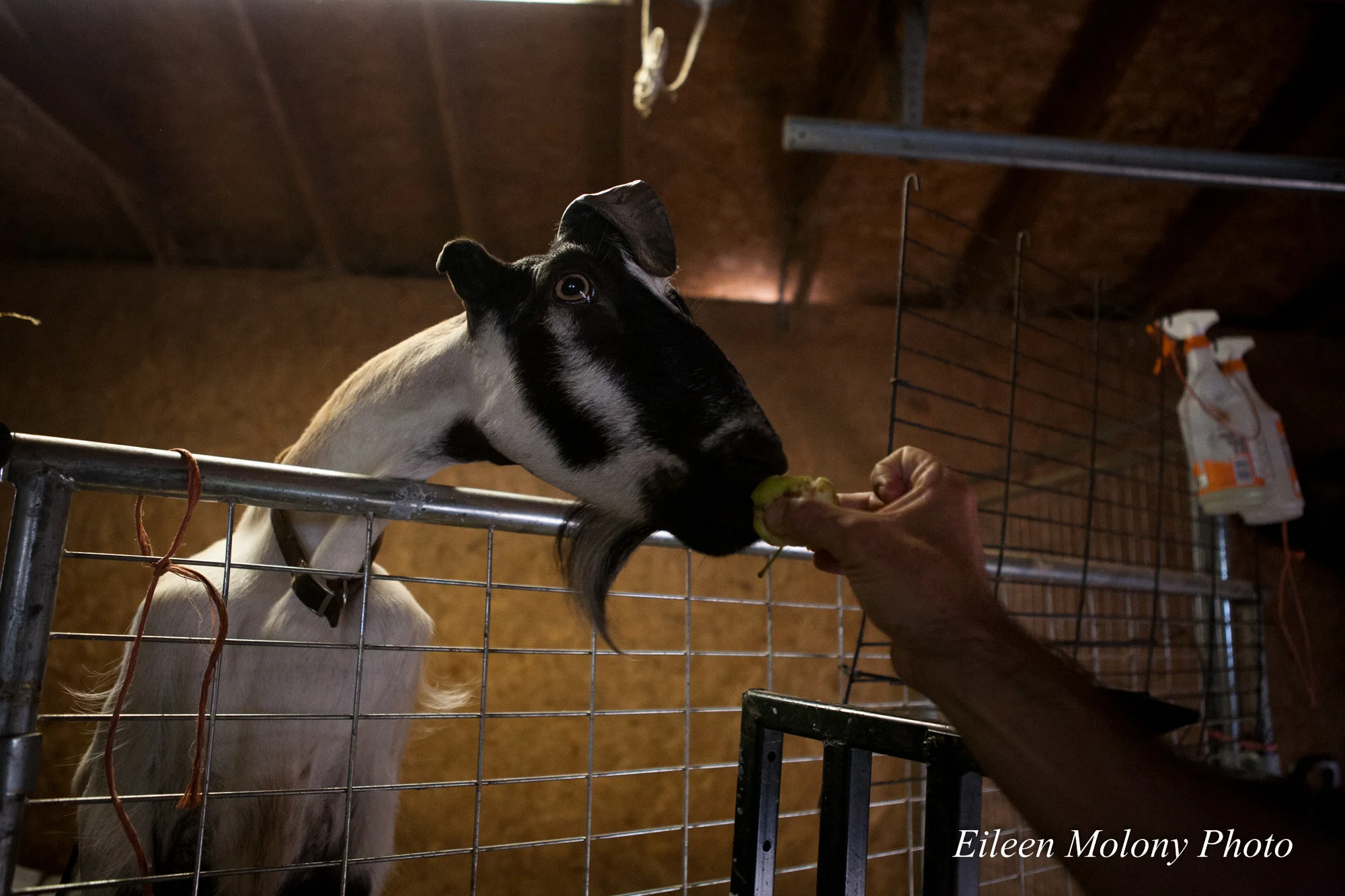 EGT2014 Goat Farm - Eileen Molony-0288.jpg