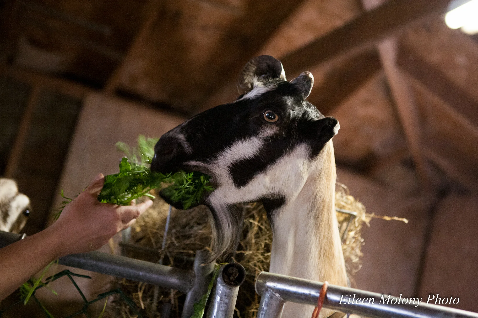 EGT2014 Goat Farm - Eileen Molony-0284.jpg