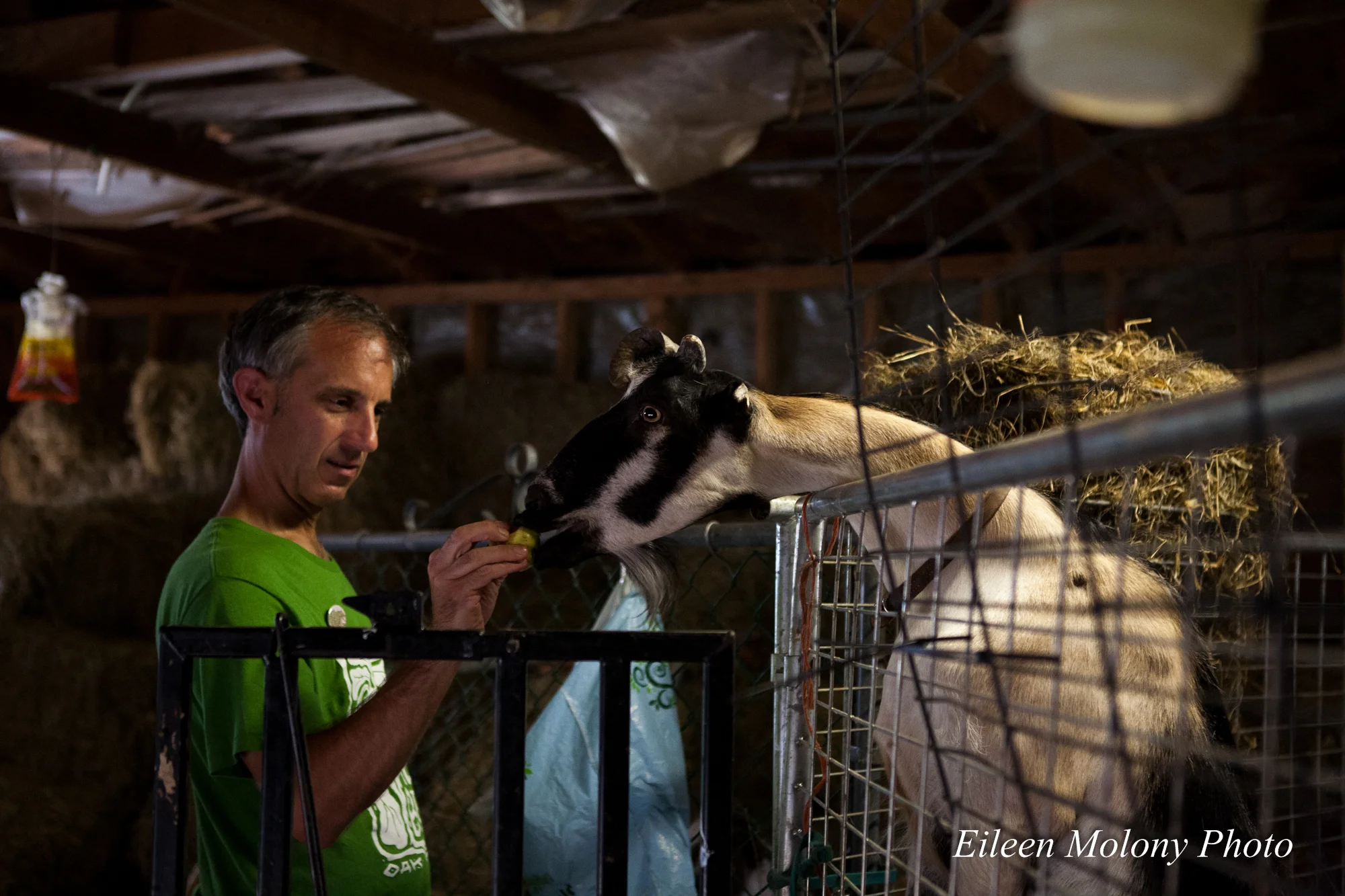 EGT2014 Goat Farm - Eileen Molony-0280.jpg