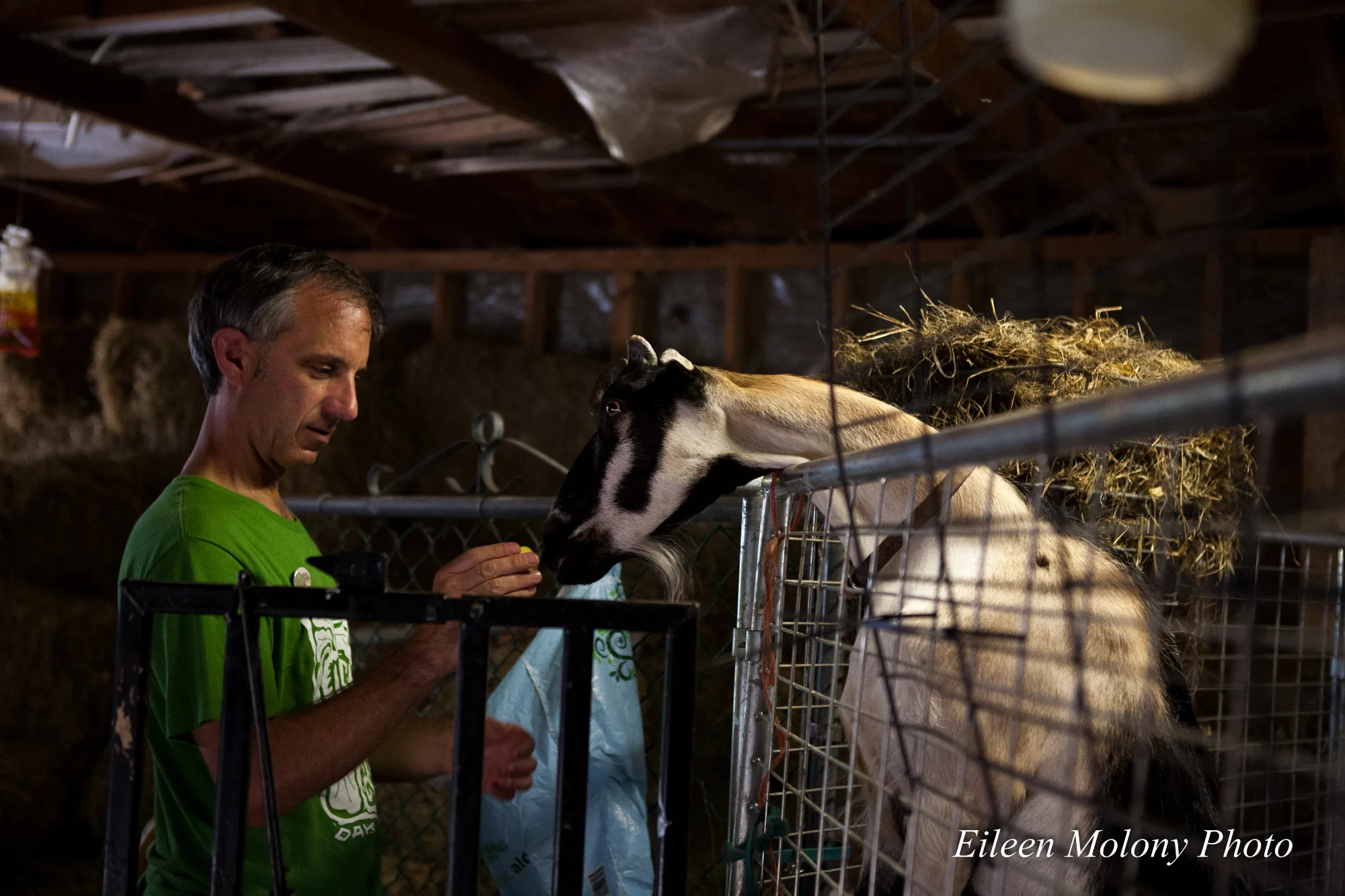EGT2014 Goat Farm - Eileen Molony-0279.jpg