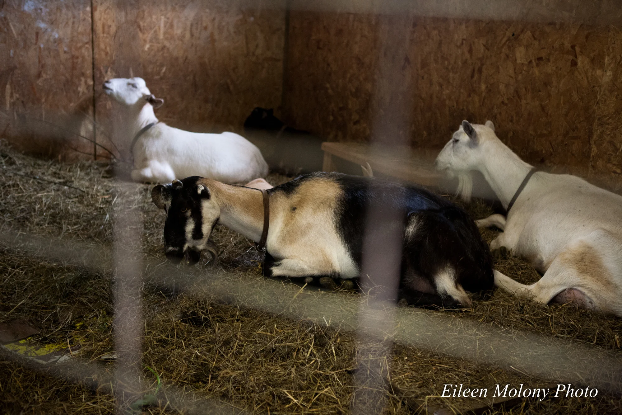 EGT2014 Goat Farm - Eileen Molony-0276.jpg