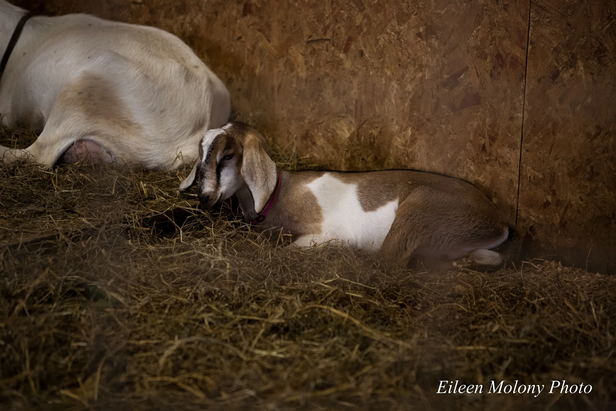 EGT2014 Goat Farm - Eileen Molony-0277.jpg