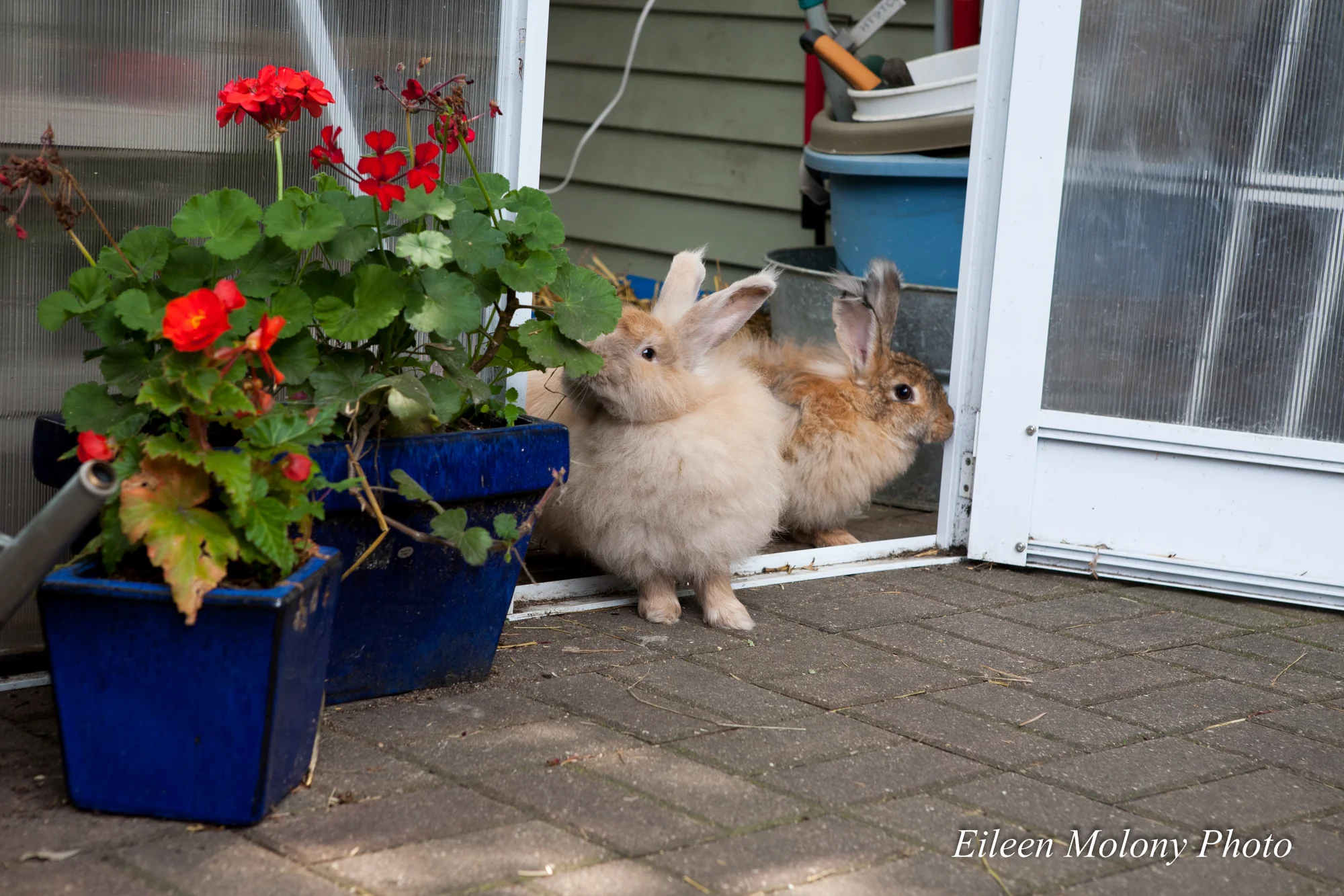 EGT2014 Rabbits Beehives- Eileen Molony-0170.jpg