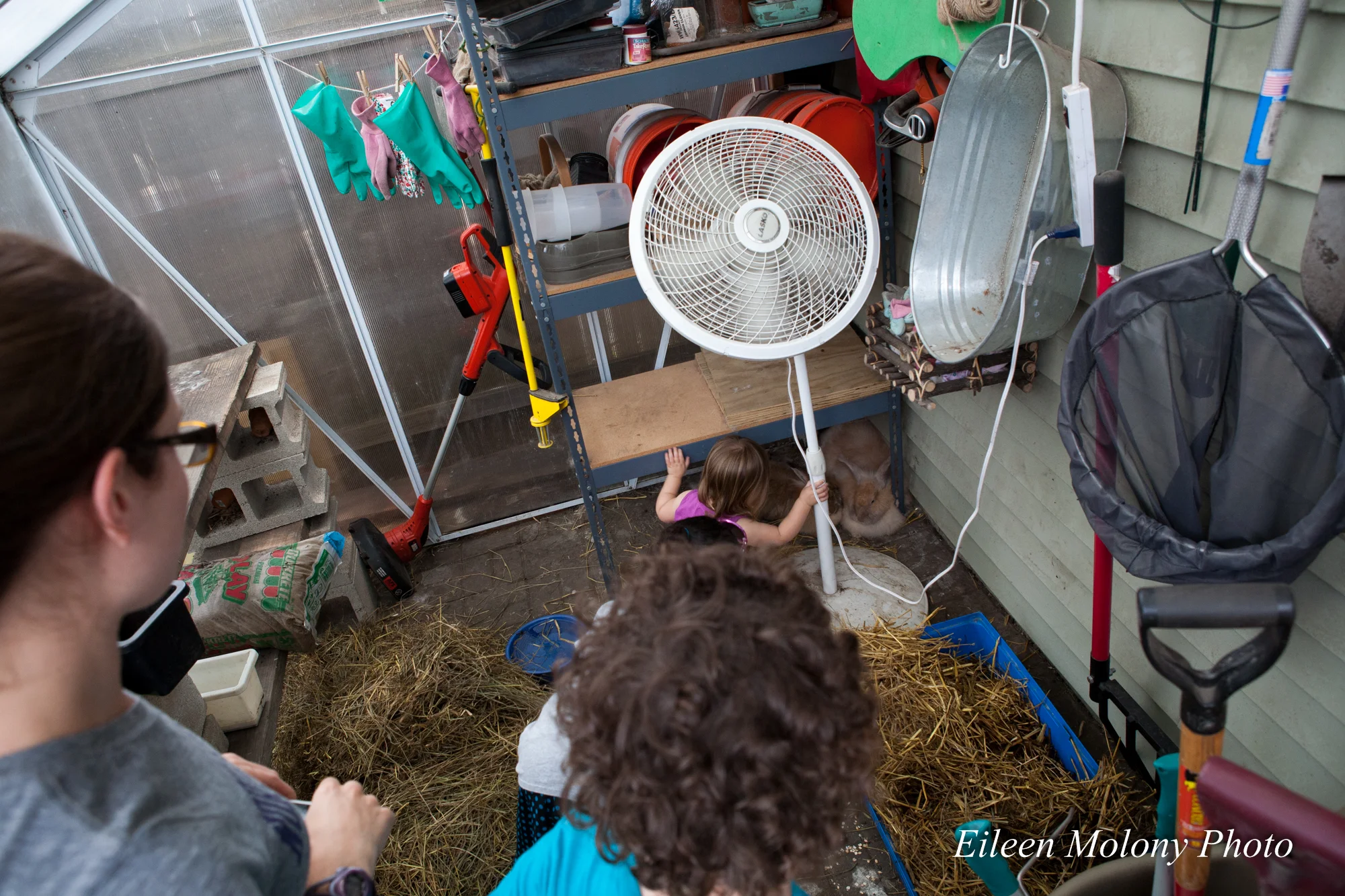 EGT2014 Rabbits Beehives- Eileen Molony-0152.jpg