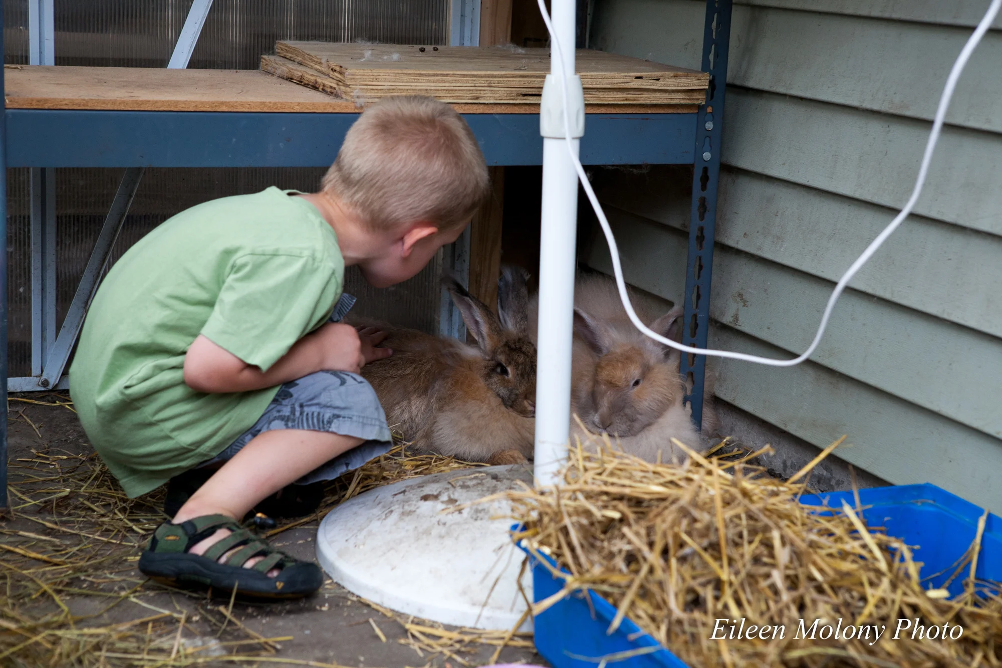 EGT2014 Rabbits Beehives- Eileen Molony-0150.jpg