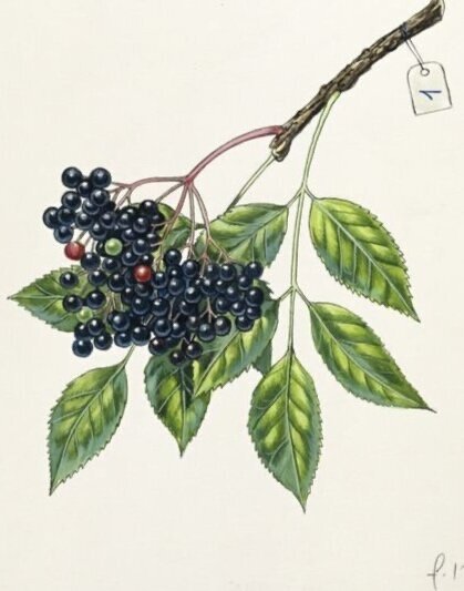 Elderberry &amp; Syrup Recipe