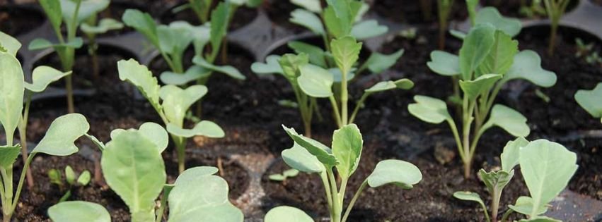 Driftless Seed Starting Class