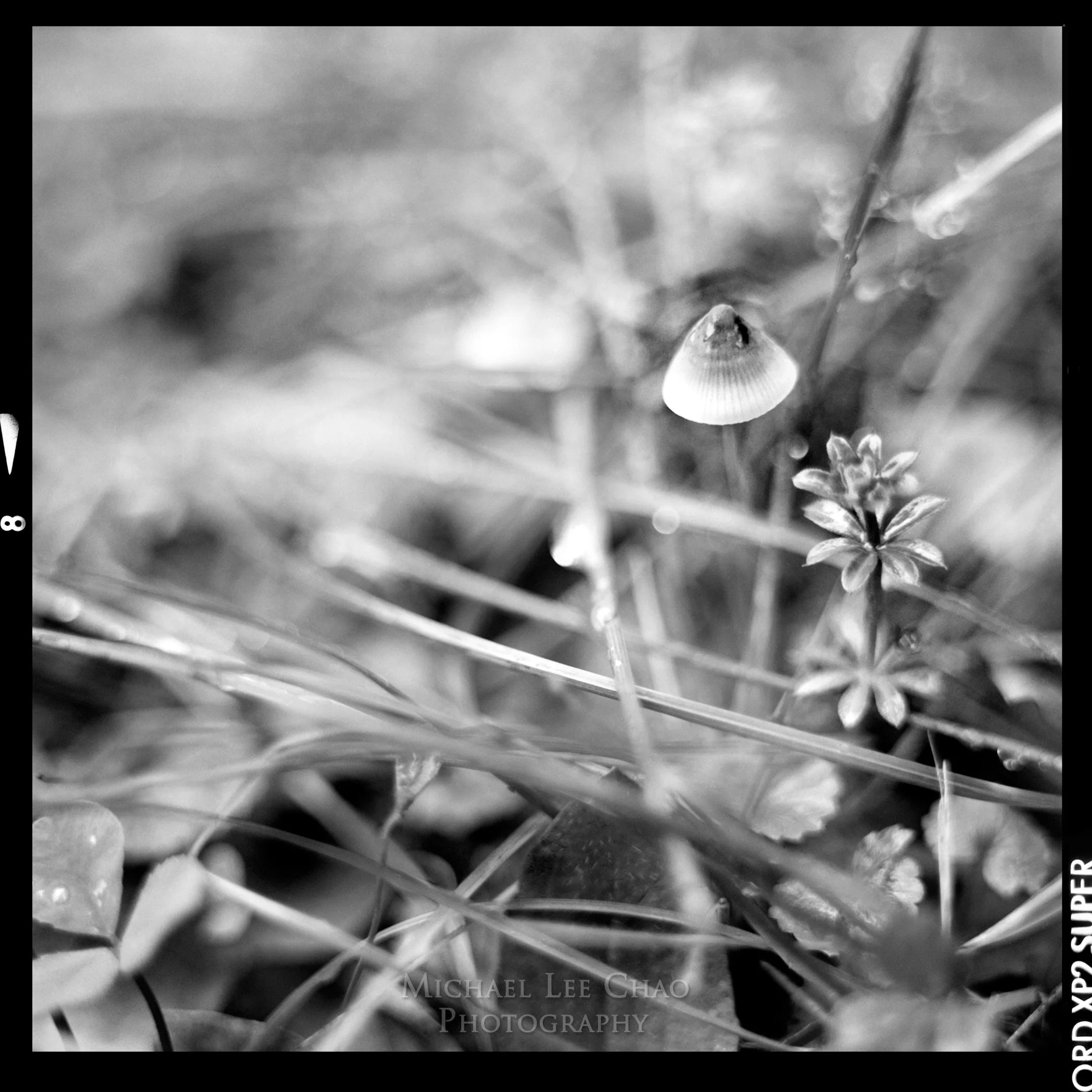 mushroom01.jpg
