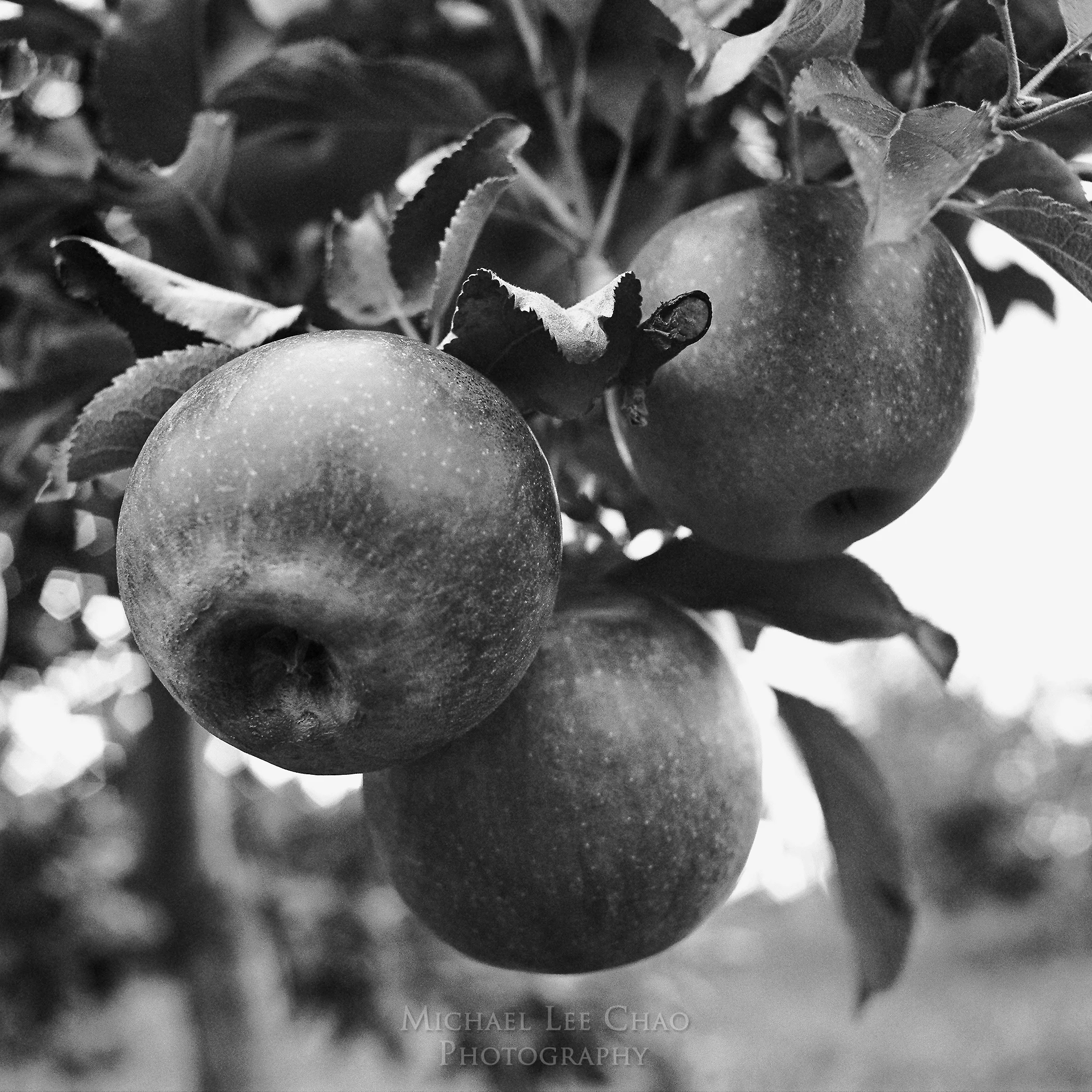 apples.jpg
