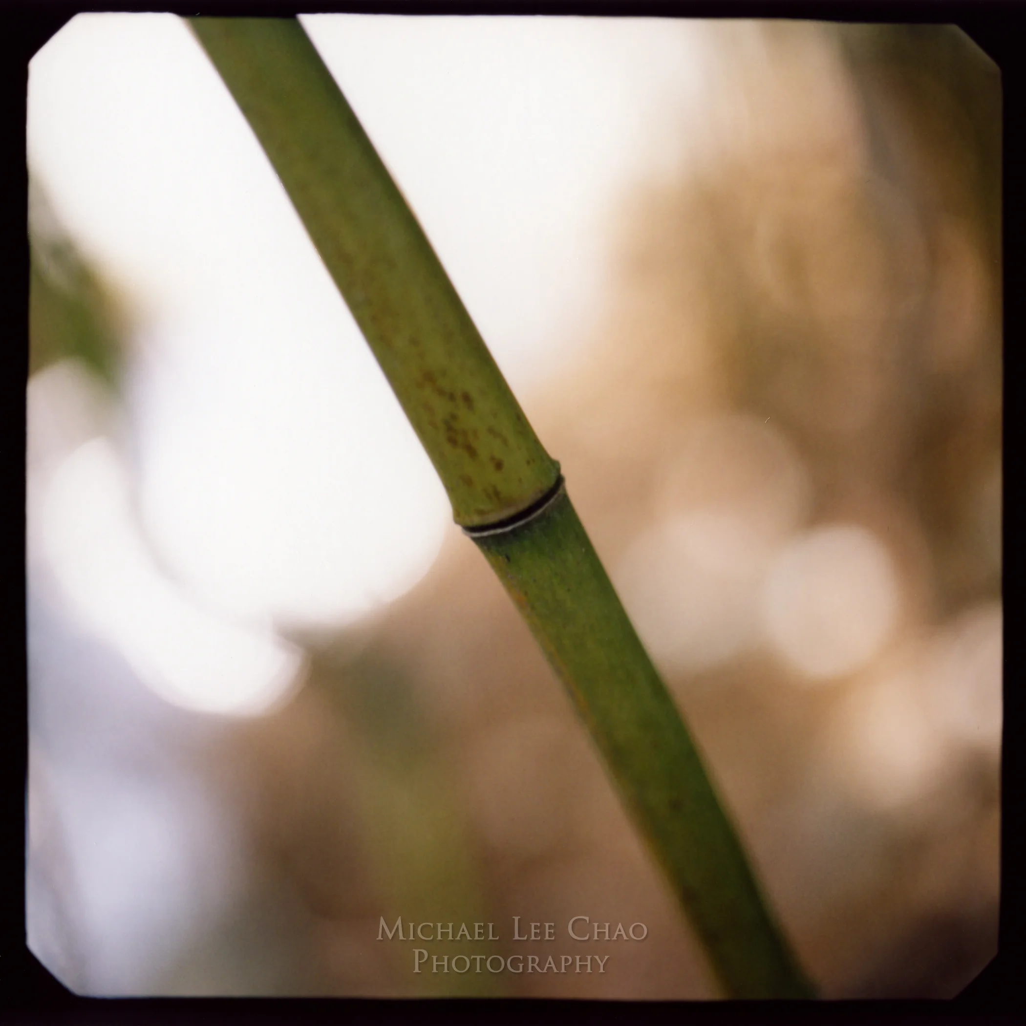 Pola-Bamboo-065.jpg