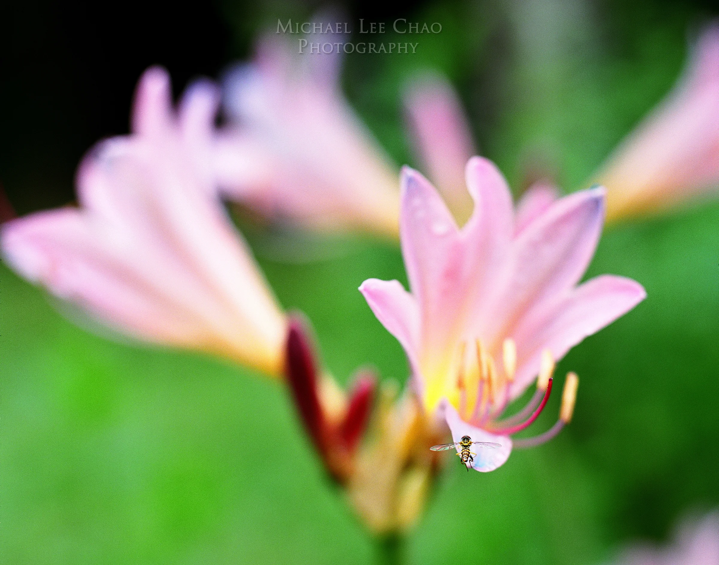 flower-003.jpg