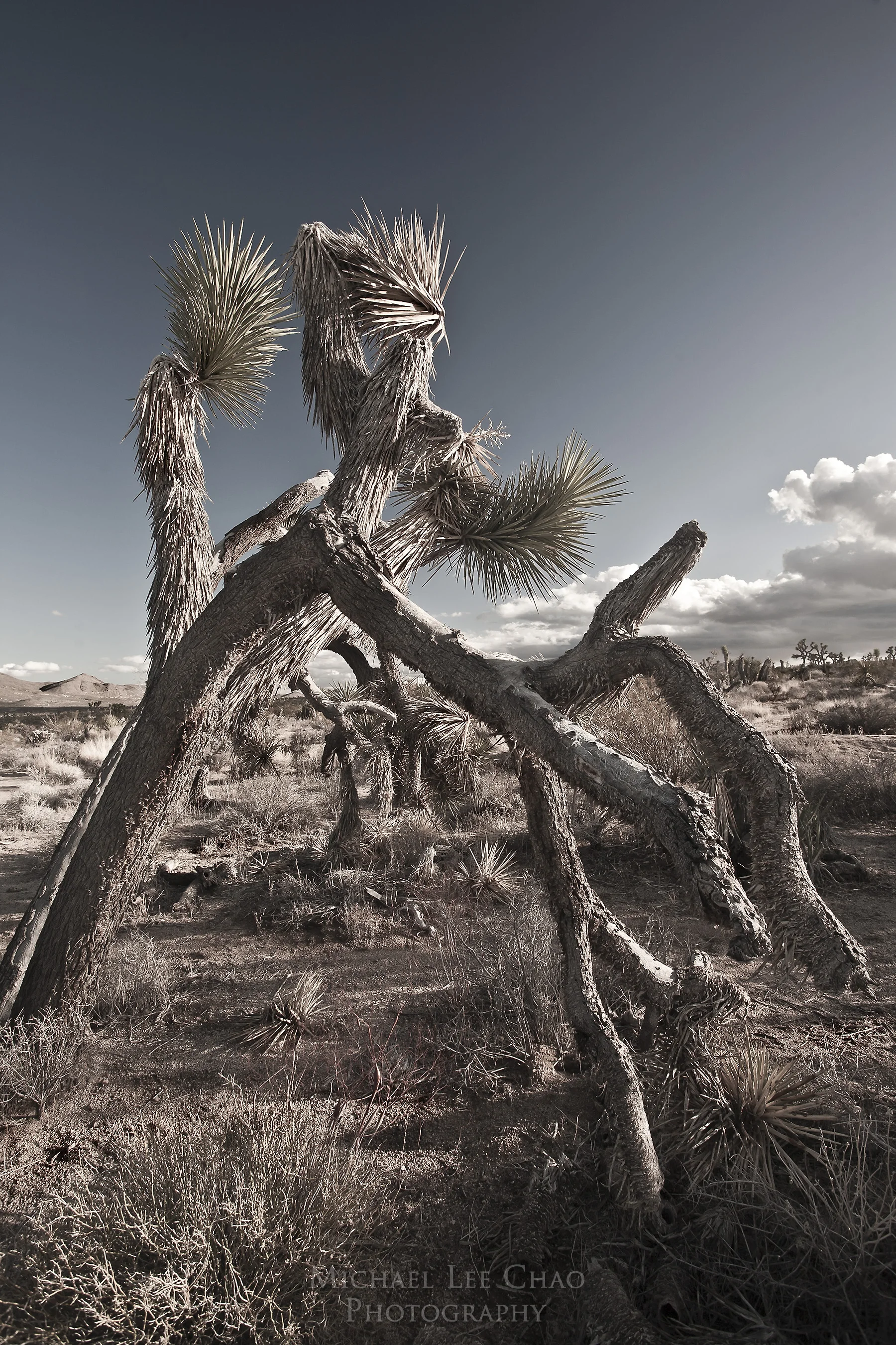 joshuatree_8947.jpg