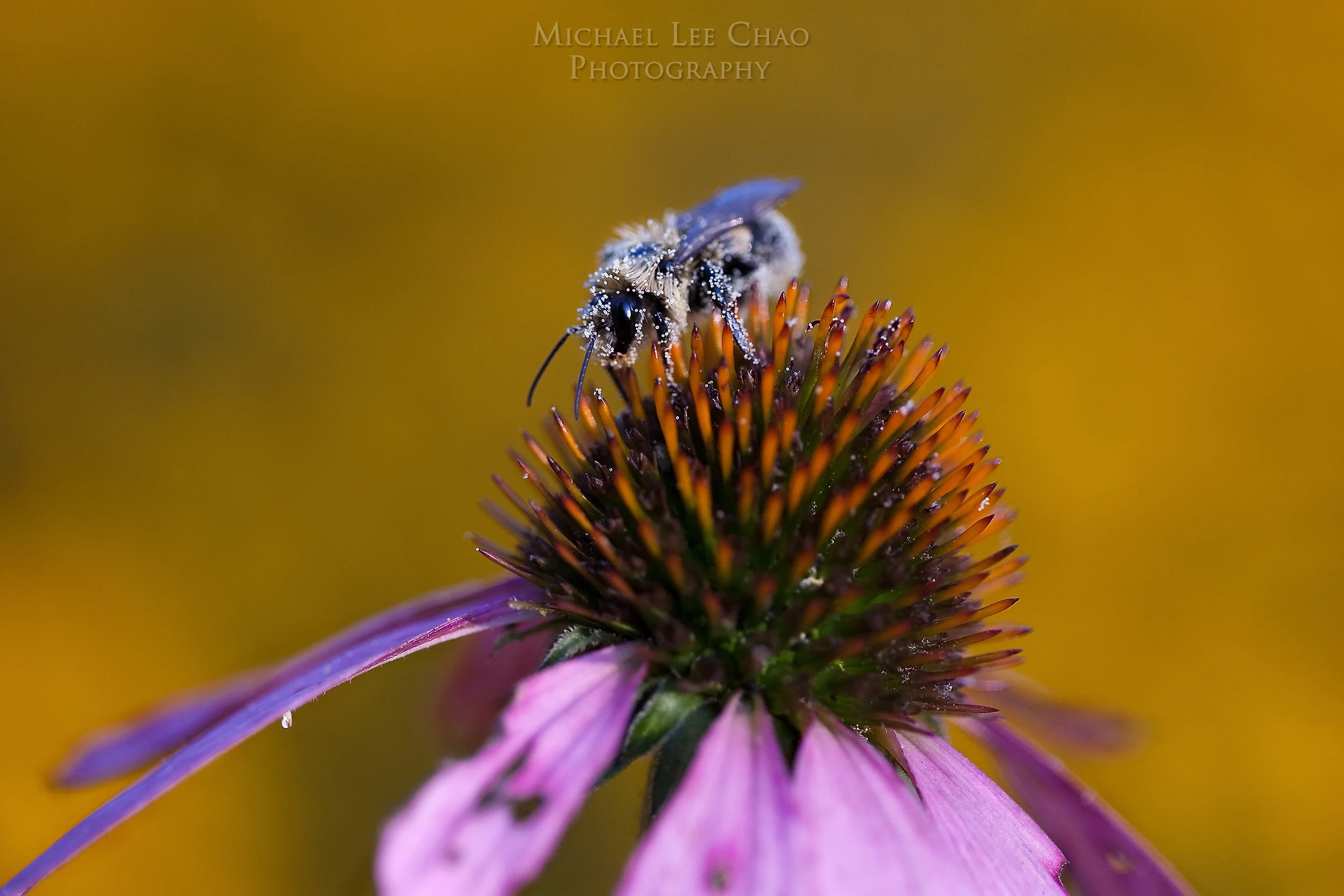 bumblebee-6179.jpg