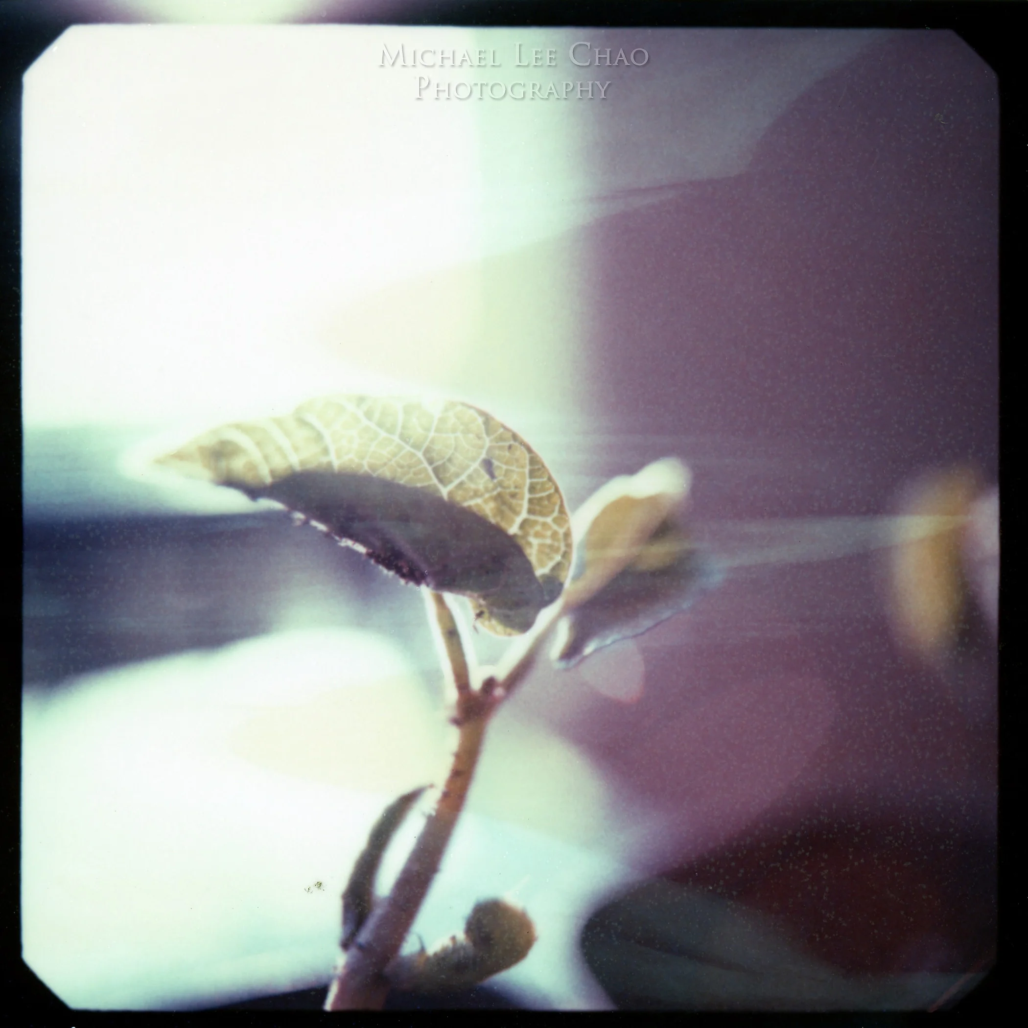 Polaroid-005.jpg