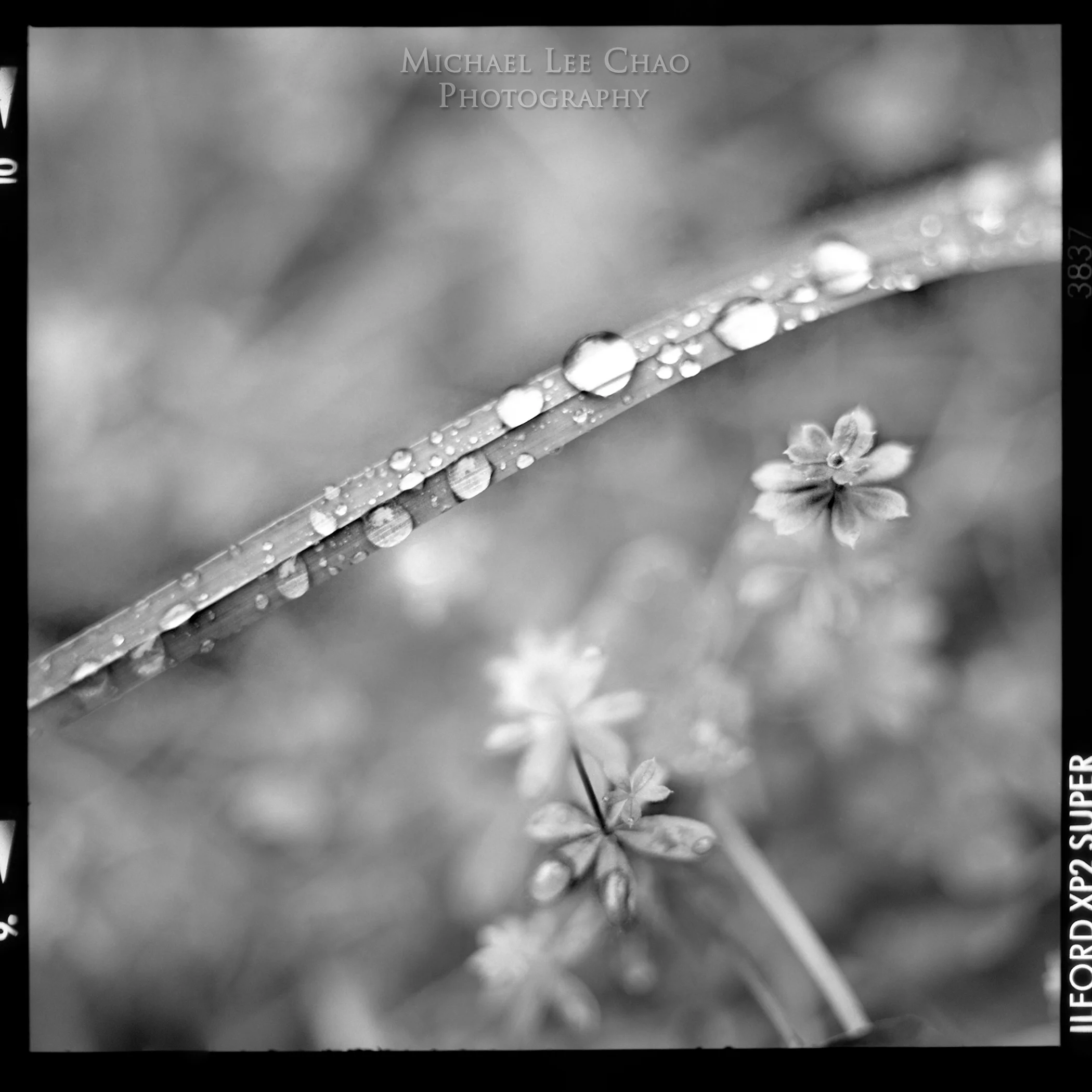 drops01.jpg