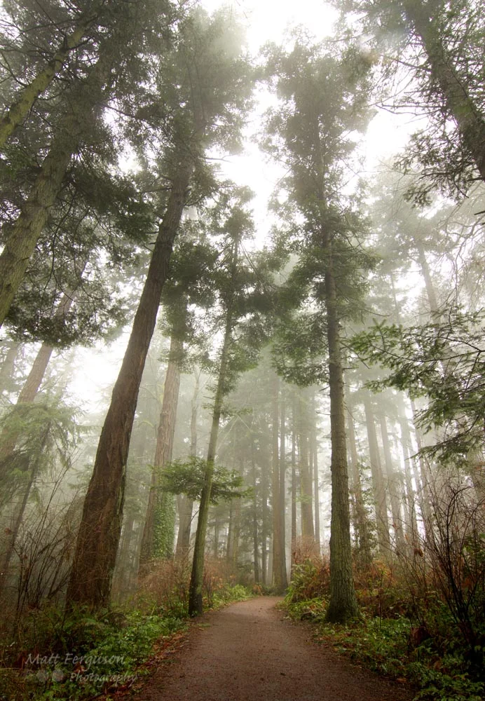 UvicFog3.jpg