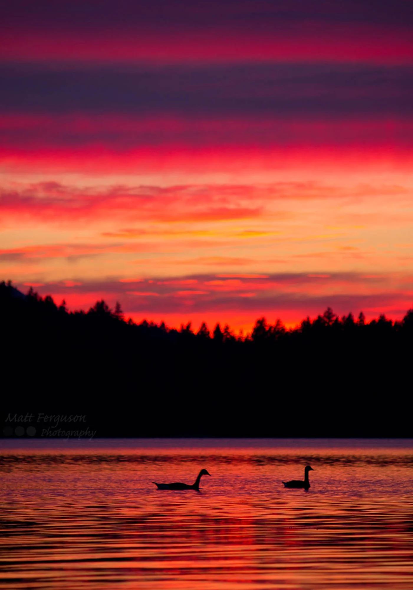 Elk Lake Geese - BCMag.jpg