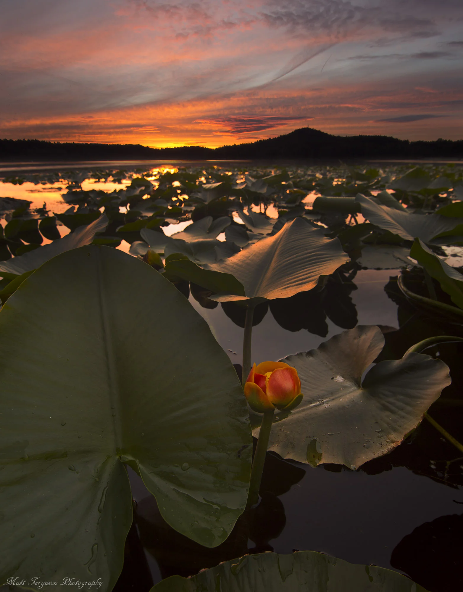 Elk Lily web.jpg
