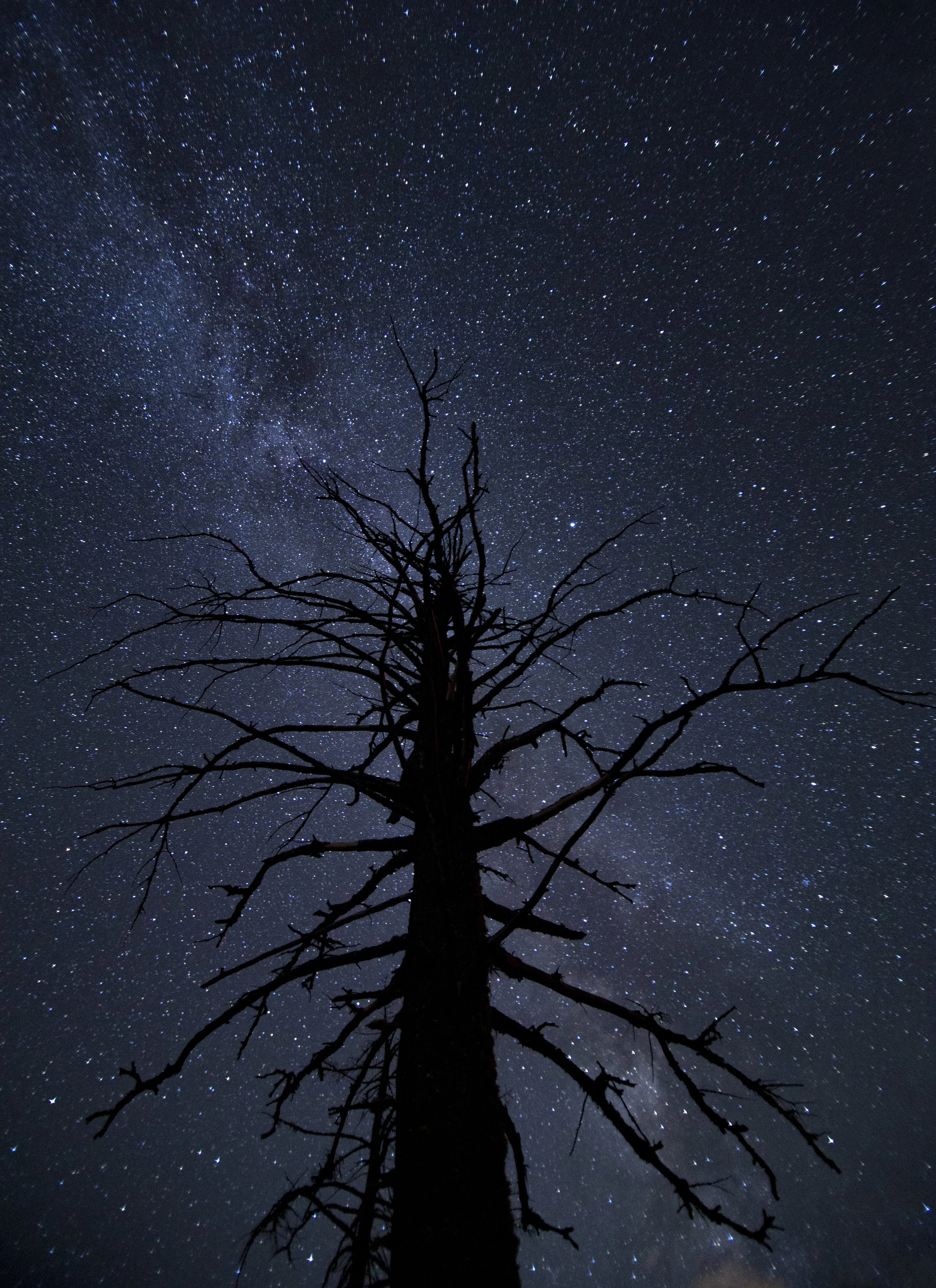 StarTree.jpg