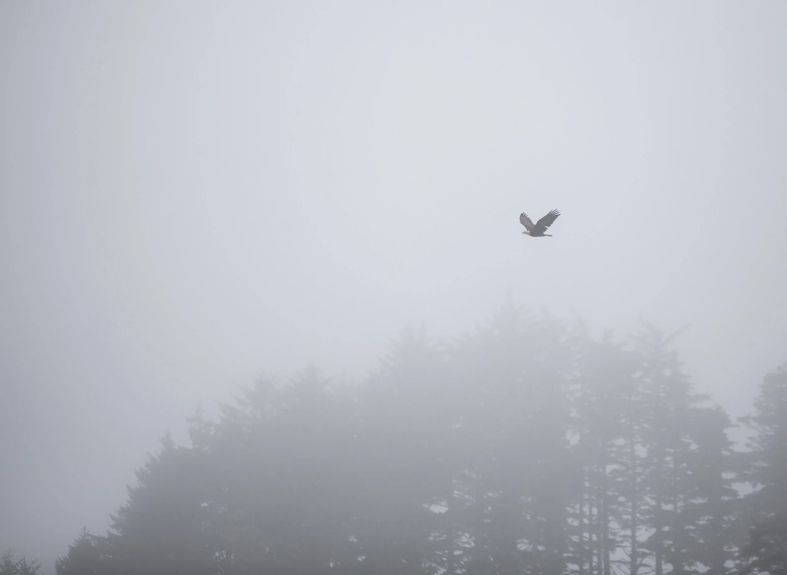 TofinoEagleMay28-17.jpg