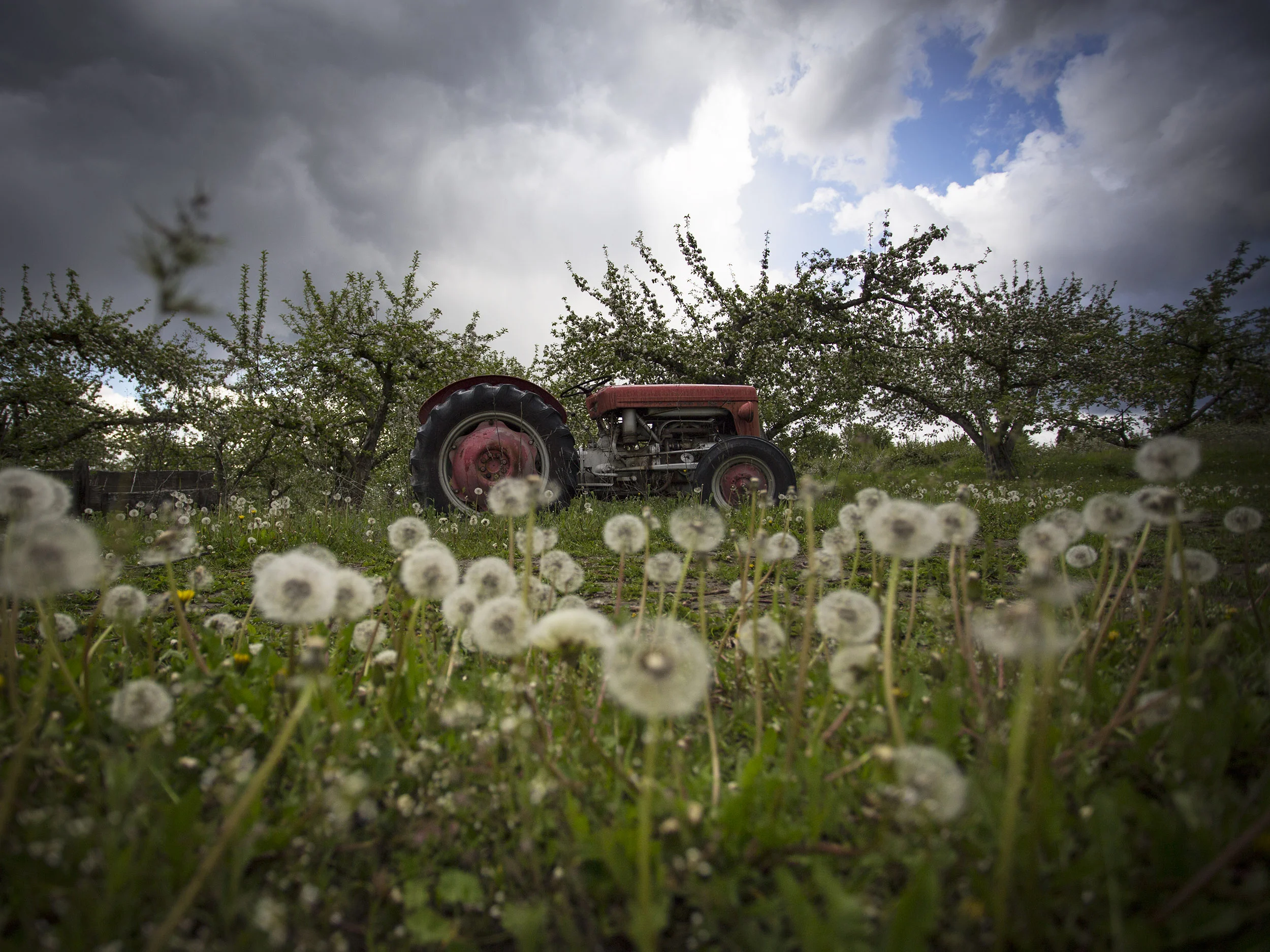 TractorBlossomsMay17-17.jpg