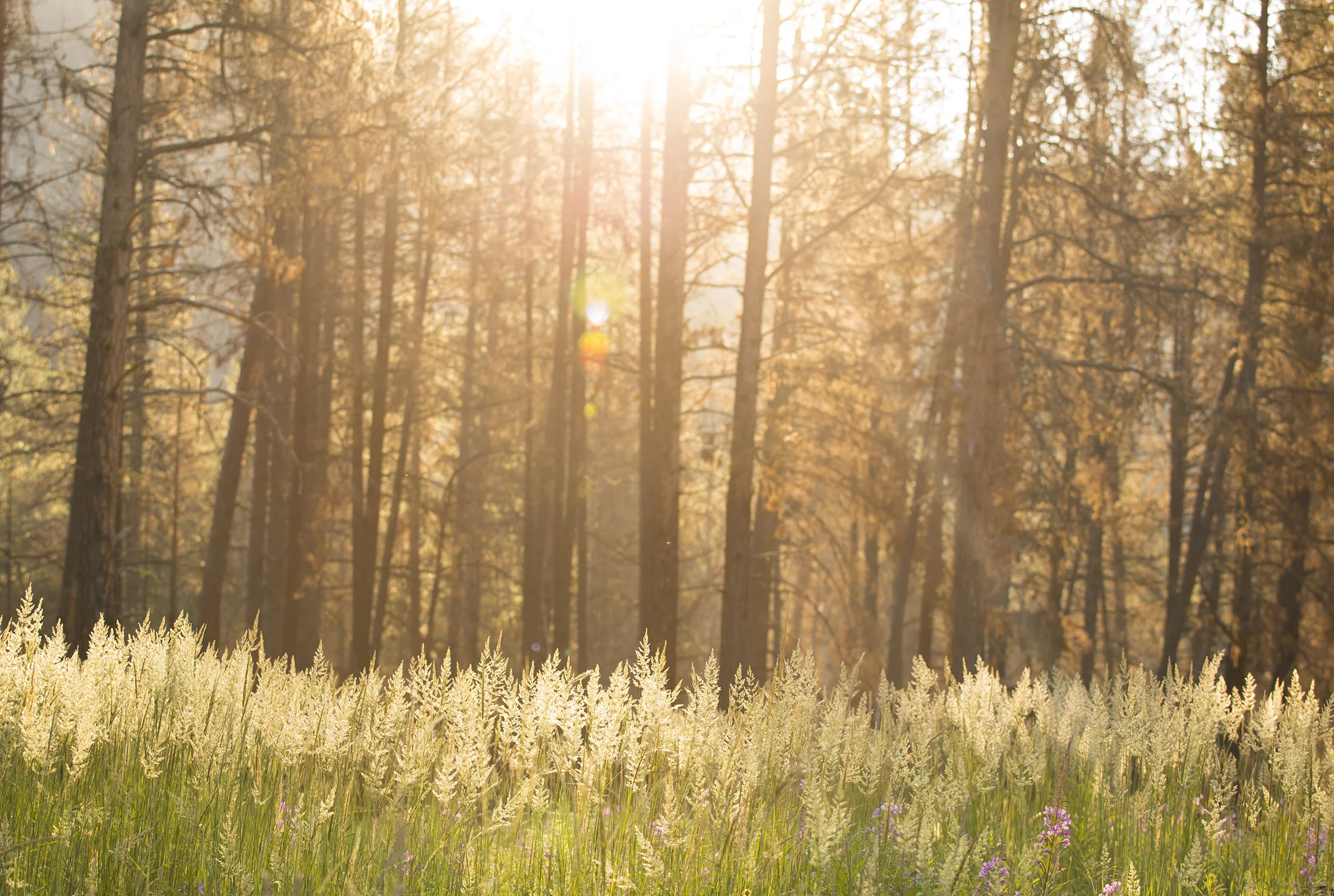 RockCreekDiffusedLight.jpg