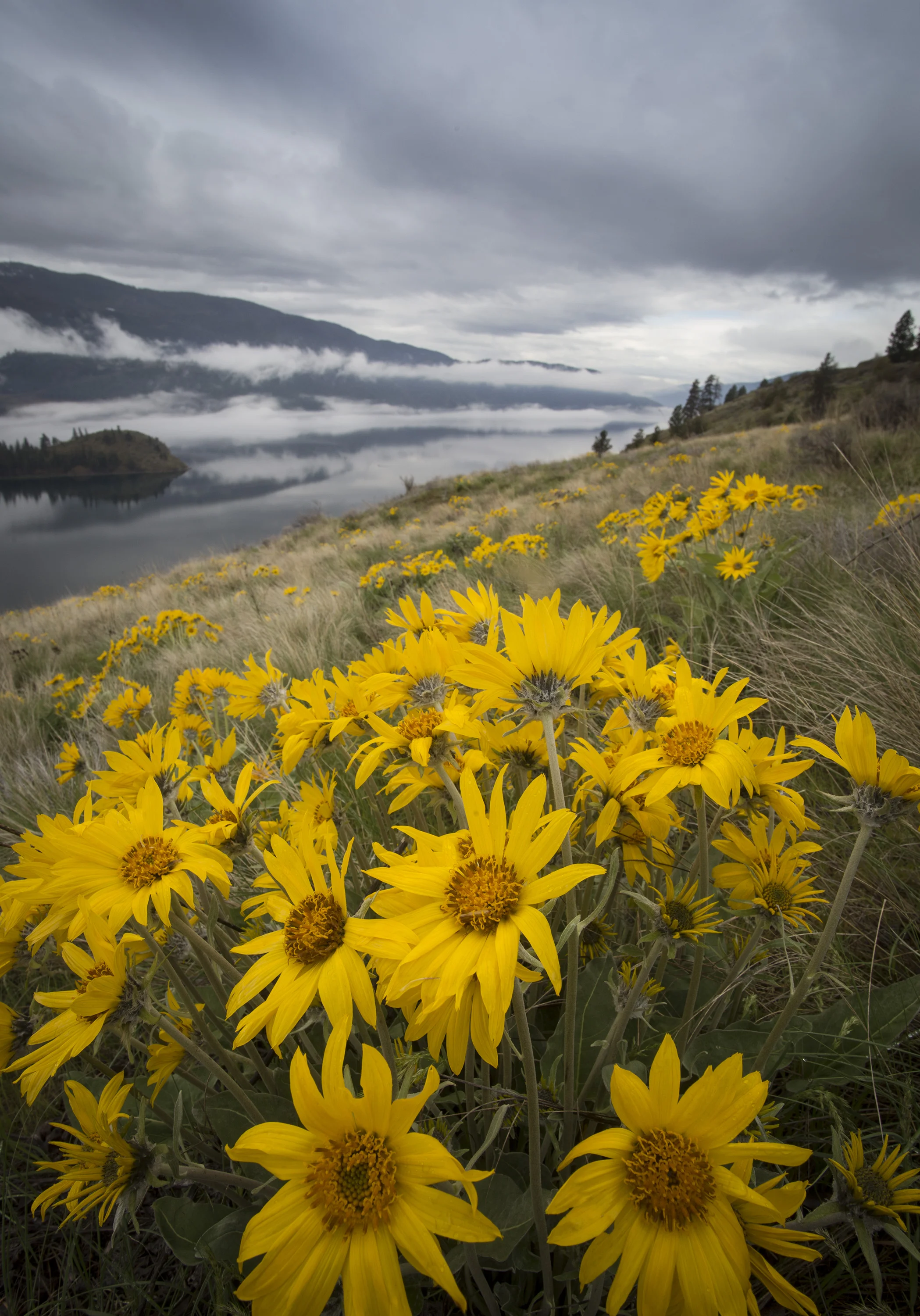 balsam4-19-19-1web.jpg