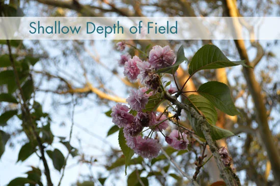 shallow-dof.jpg