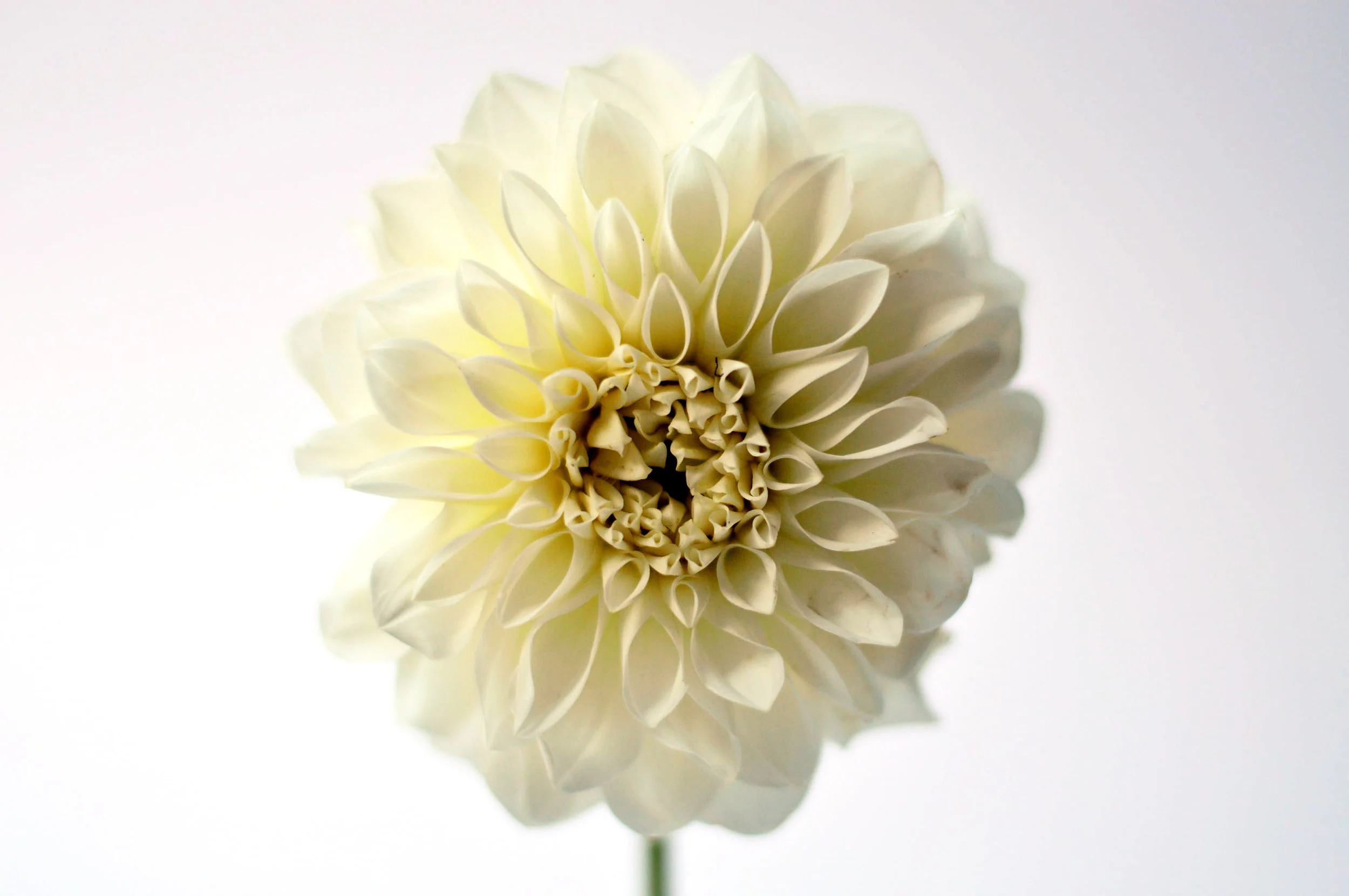 whiteflower.jpg