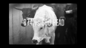 DICKIES 874 vs 600 Head