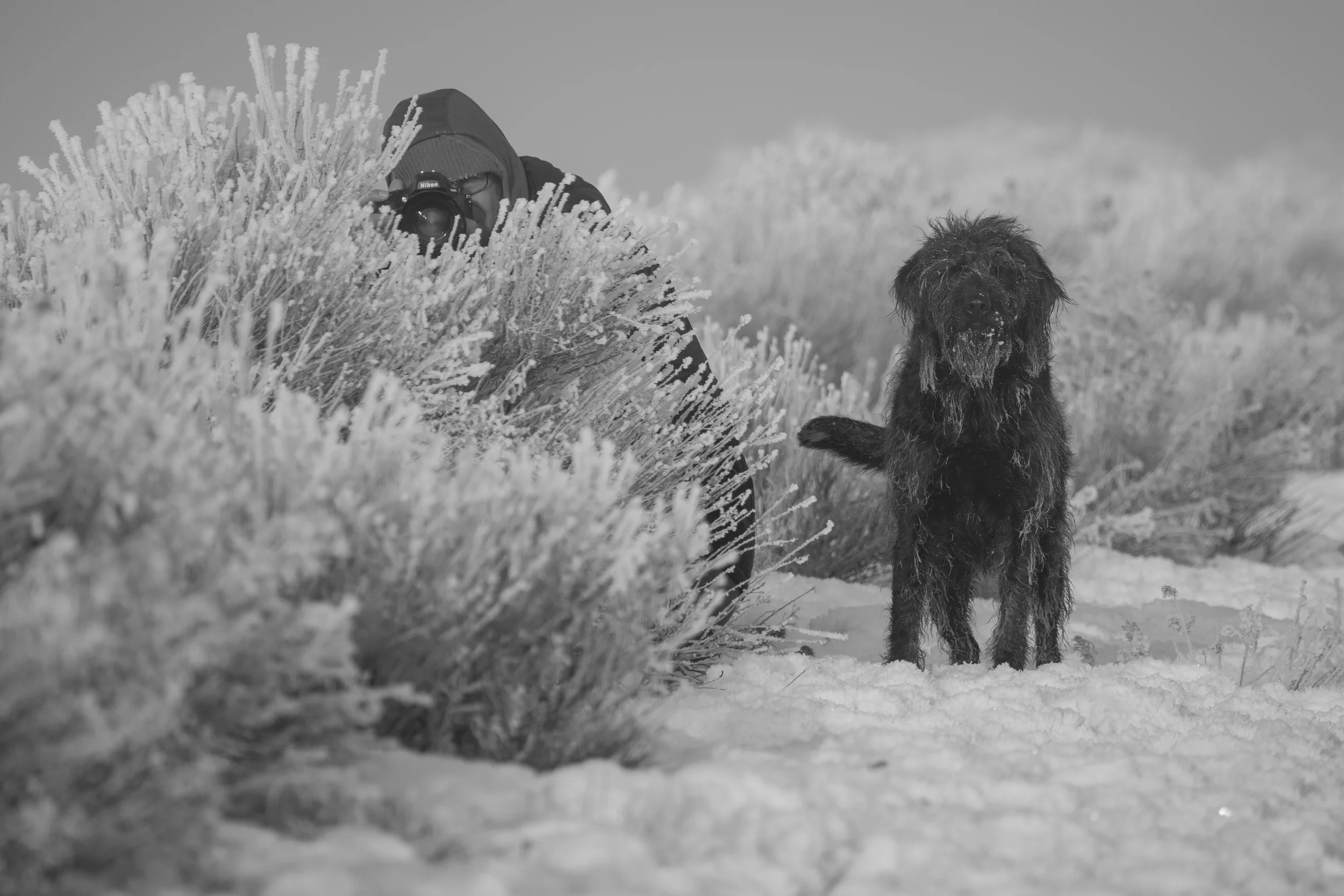 A person taking a photograph with a camera in a snowy outdoor environment along with a wet, black dog standing nearby.