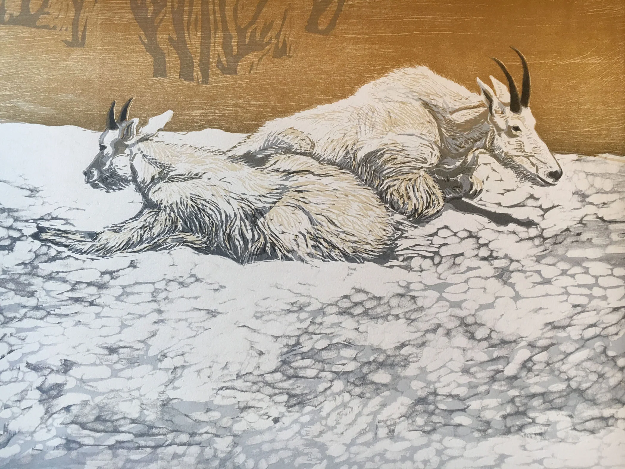 Mountain Goats on Ice ©whipplesmithplank 2016