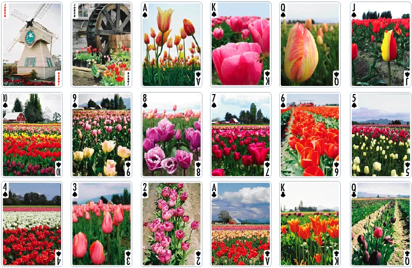 tulips_1_of_3.jpg