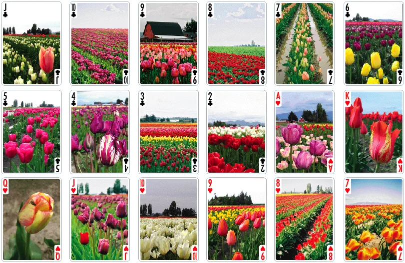 tulips_2_of_3.jpg