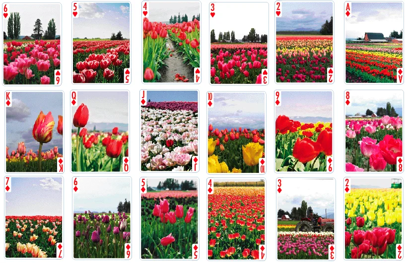 tulips_3_of_3.jpg