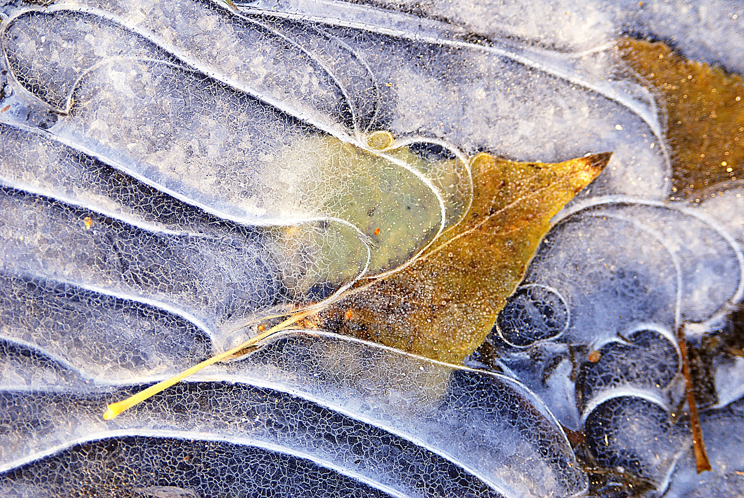 2Leaves_Ripples_purple_fix.jpg
