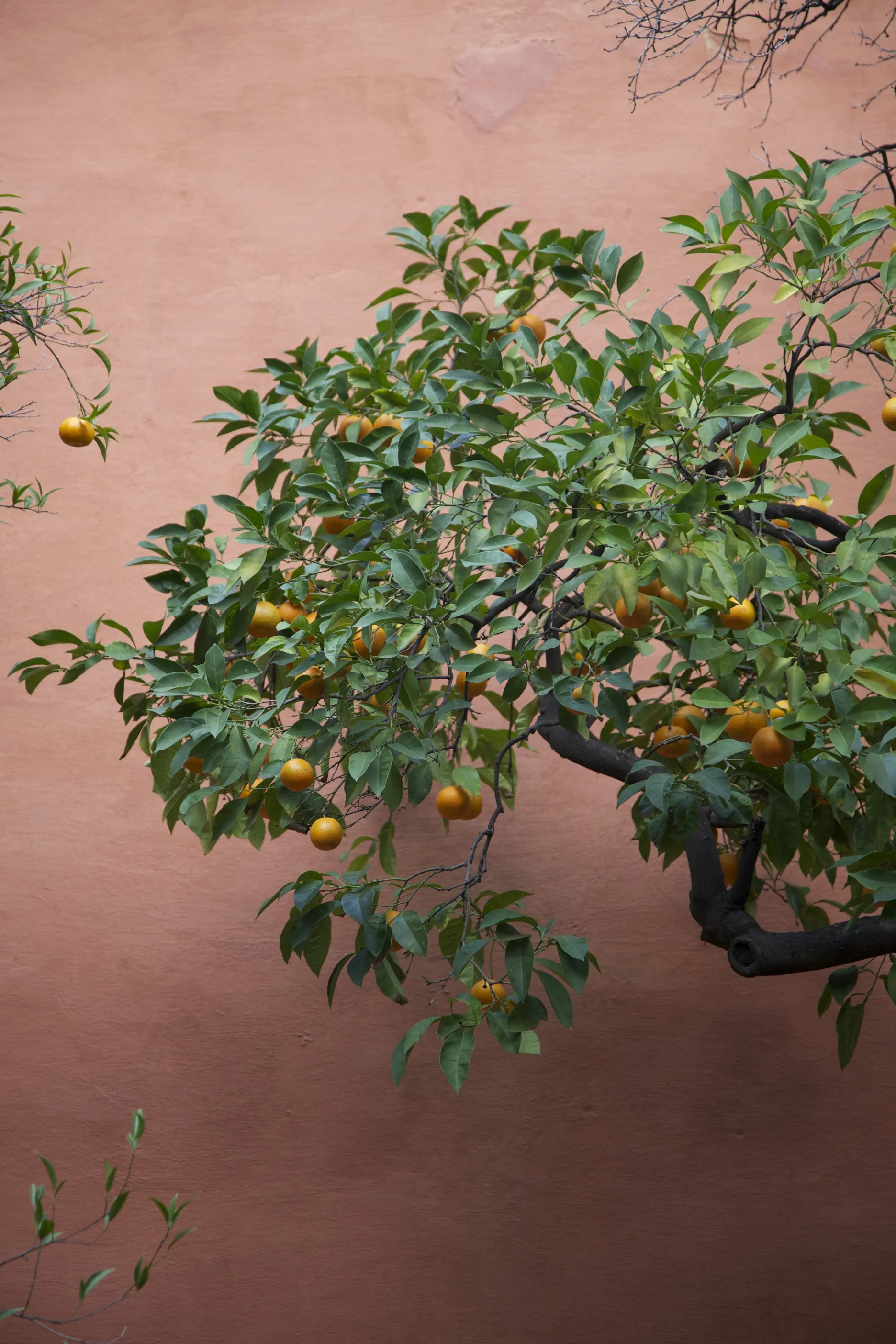 Orange tree at the Alcázar in Sevilla.