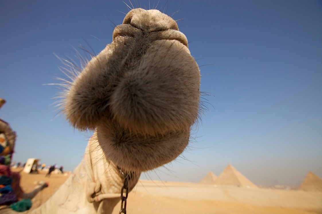 Camel inspecting the lens at Giza.