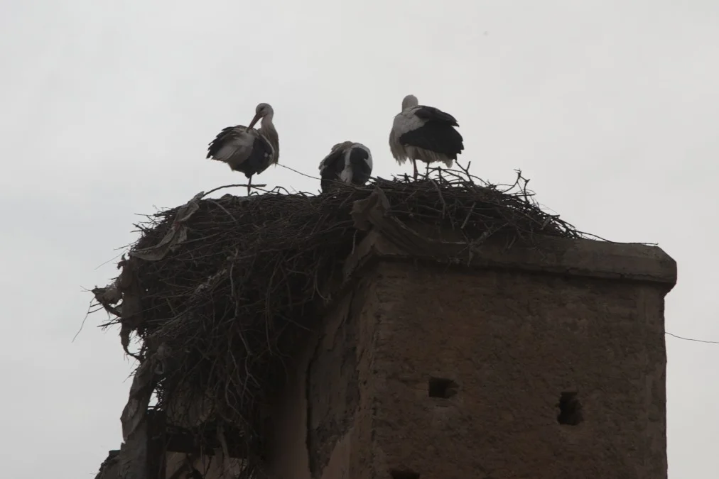 Storks outside the Saadian Tombs in Marrakech.