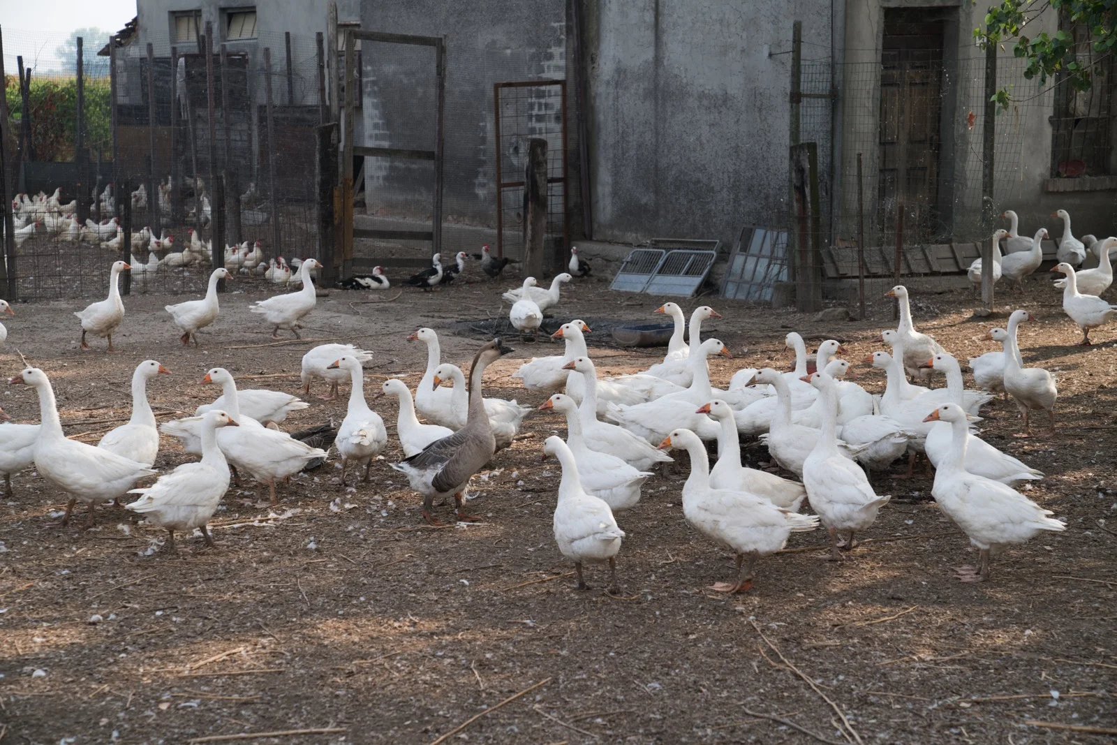Geese on the farm near our hotel. ( Polesine Parmense, Emilia-Romagna, Italy.)