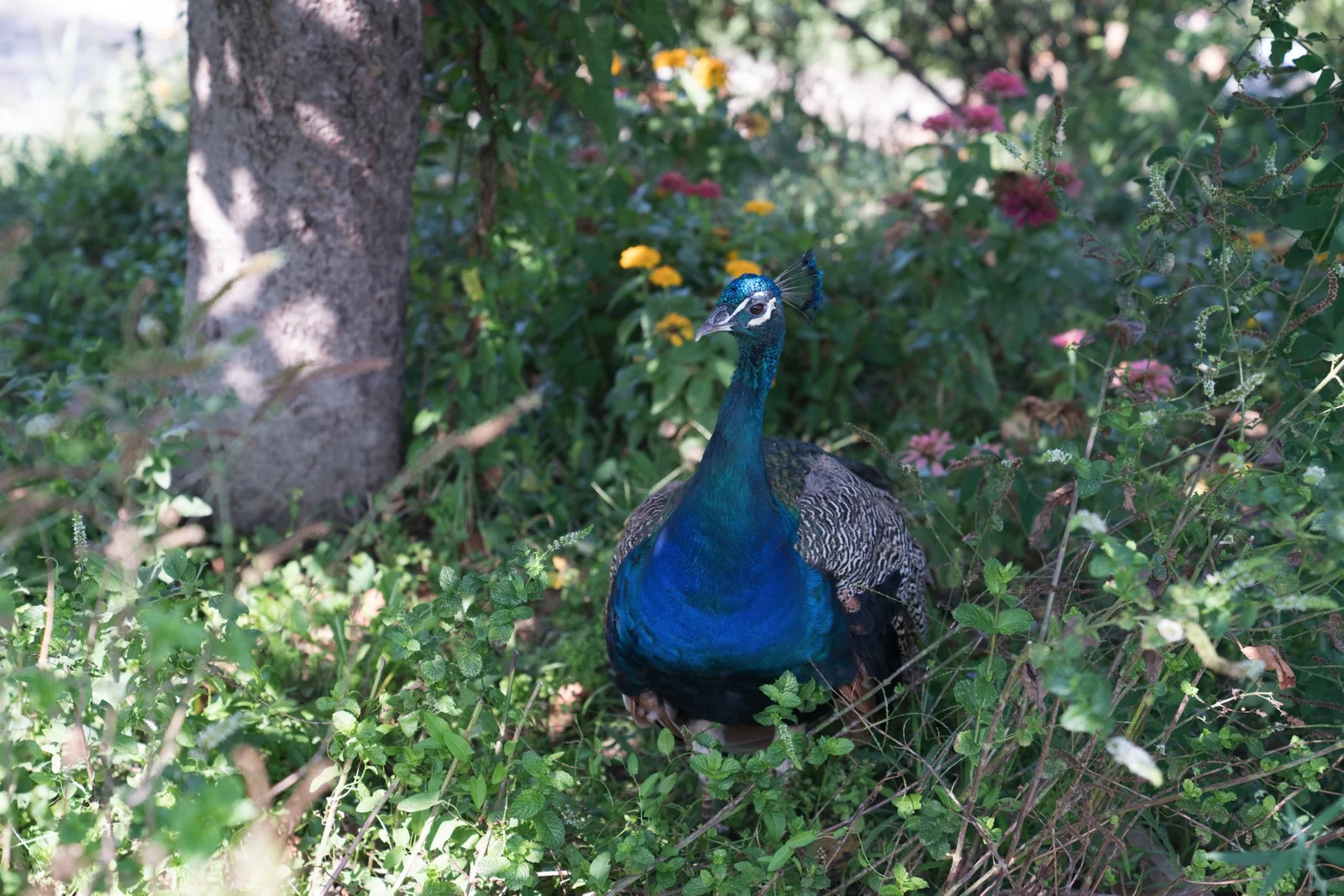 A peacock on the grounds of our hotel, the Antica Corte Pallavicina Relais. ( Polesine Parmense , Emilia-Romagna, Italy.)