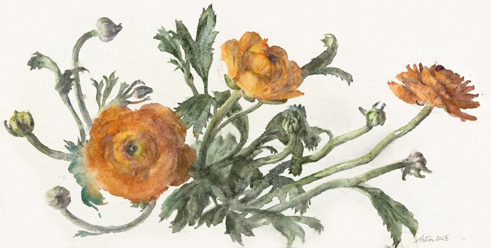 WendyArtin.251201nm-goldenyellowranunculi19x38.WEB.jpg