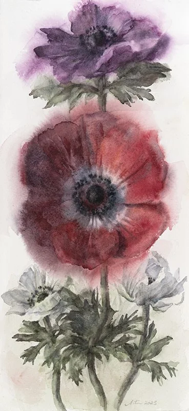 250417nm-Anemones3.17x35.800.jpg