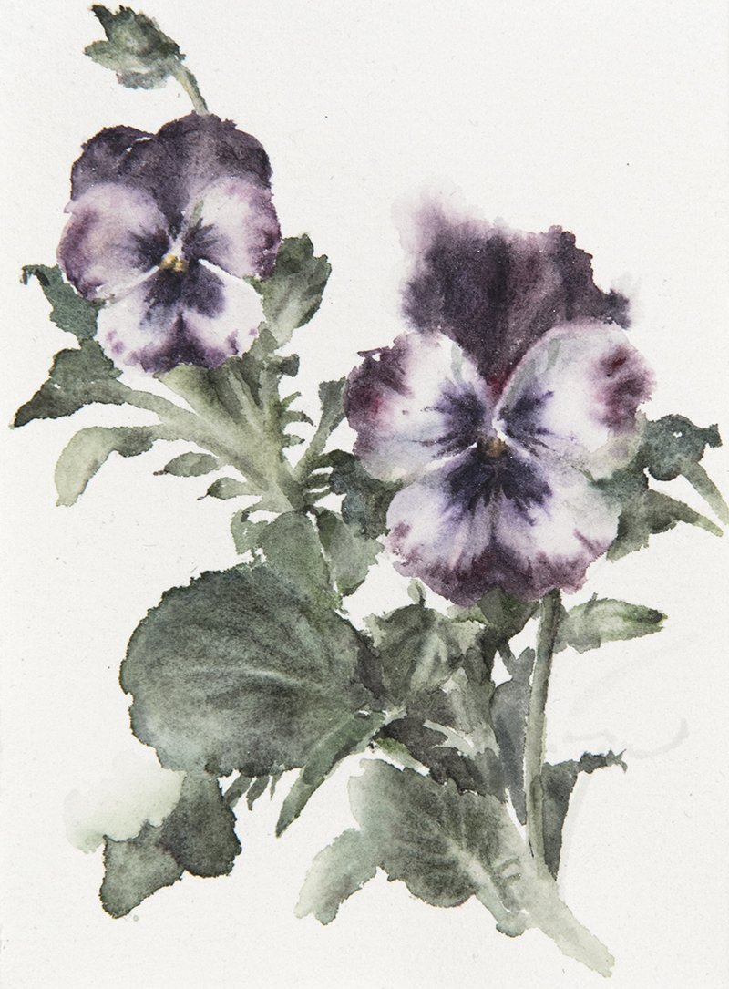 Purple Pansies 5
