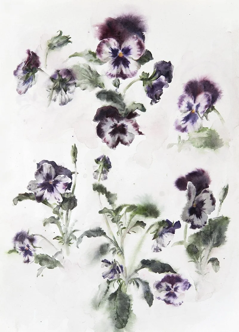 Purple Pansies